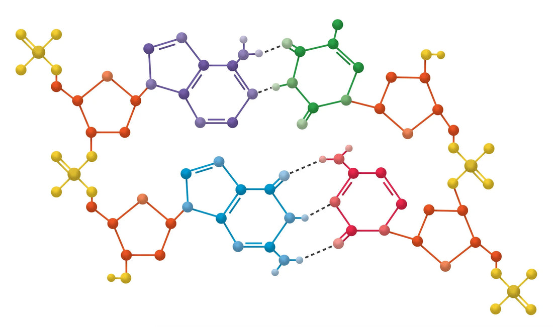 Tesamorelin Ipamorelin Blend and Their Synergistic Effects